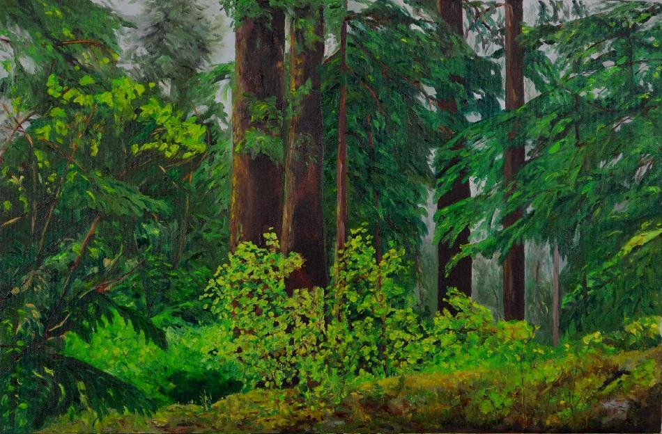 Cedars in the Forest  20 x 30 - Joy of Colour